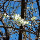 Apricot Tree!