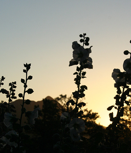 hollyhock-silhouette-featured