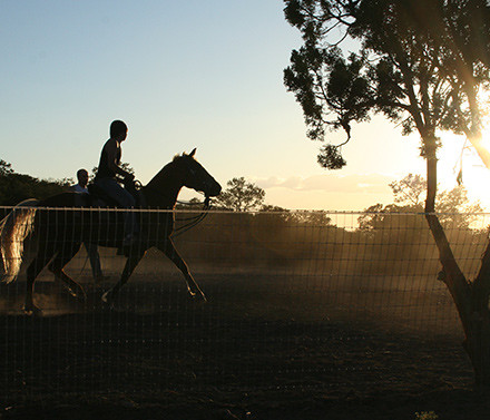 sun-flare-horse