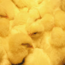 chicks-featured2