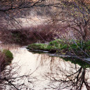 lace-branches