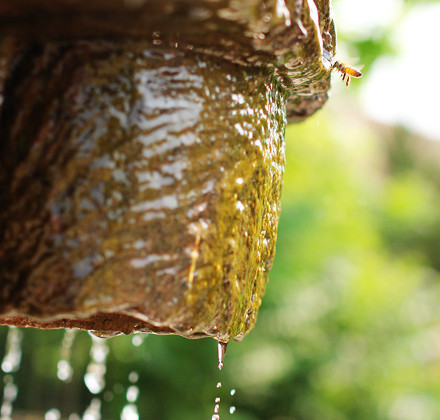 bee-at-fountain2