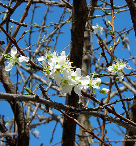 Apricot Tree!