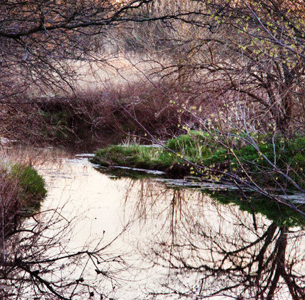 lace-branches