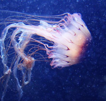 second-jellyfish