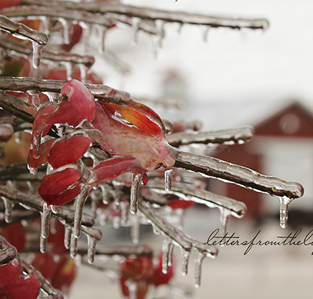 ice storm 19 pointed to barn