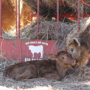 farm calf 1