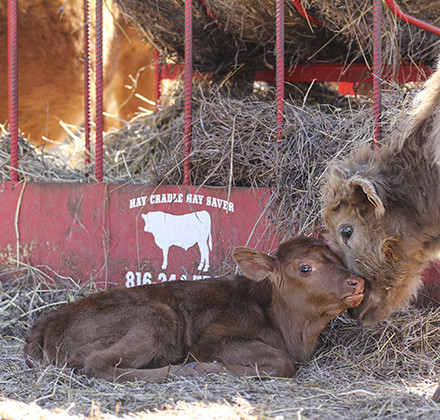 farm calf 1