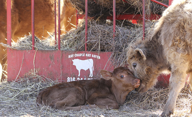 farm calf 1